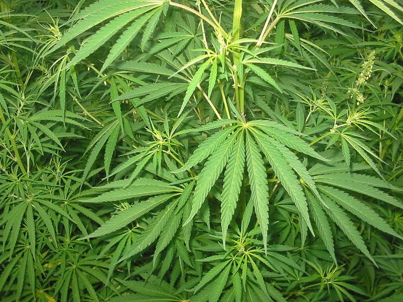 En 2020, le cannabis thérapeutique va être expérimenté en...