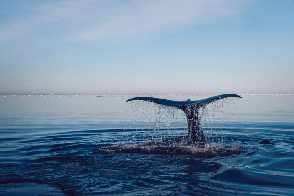 Quels pays pratiquent officiellement la pêche de la baleine ?