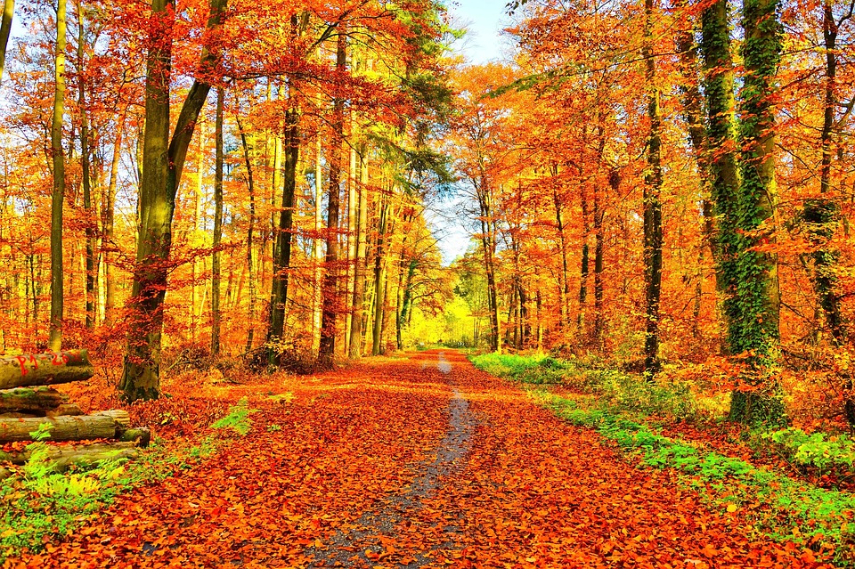 Sais-tu comment on traduit « automne » en anglais américain et en anglais britannique ?