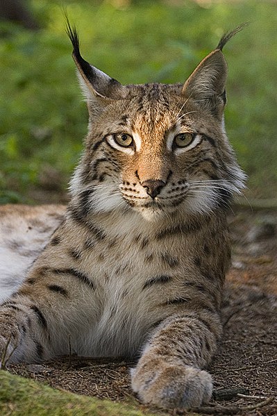 Tener vista de lince