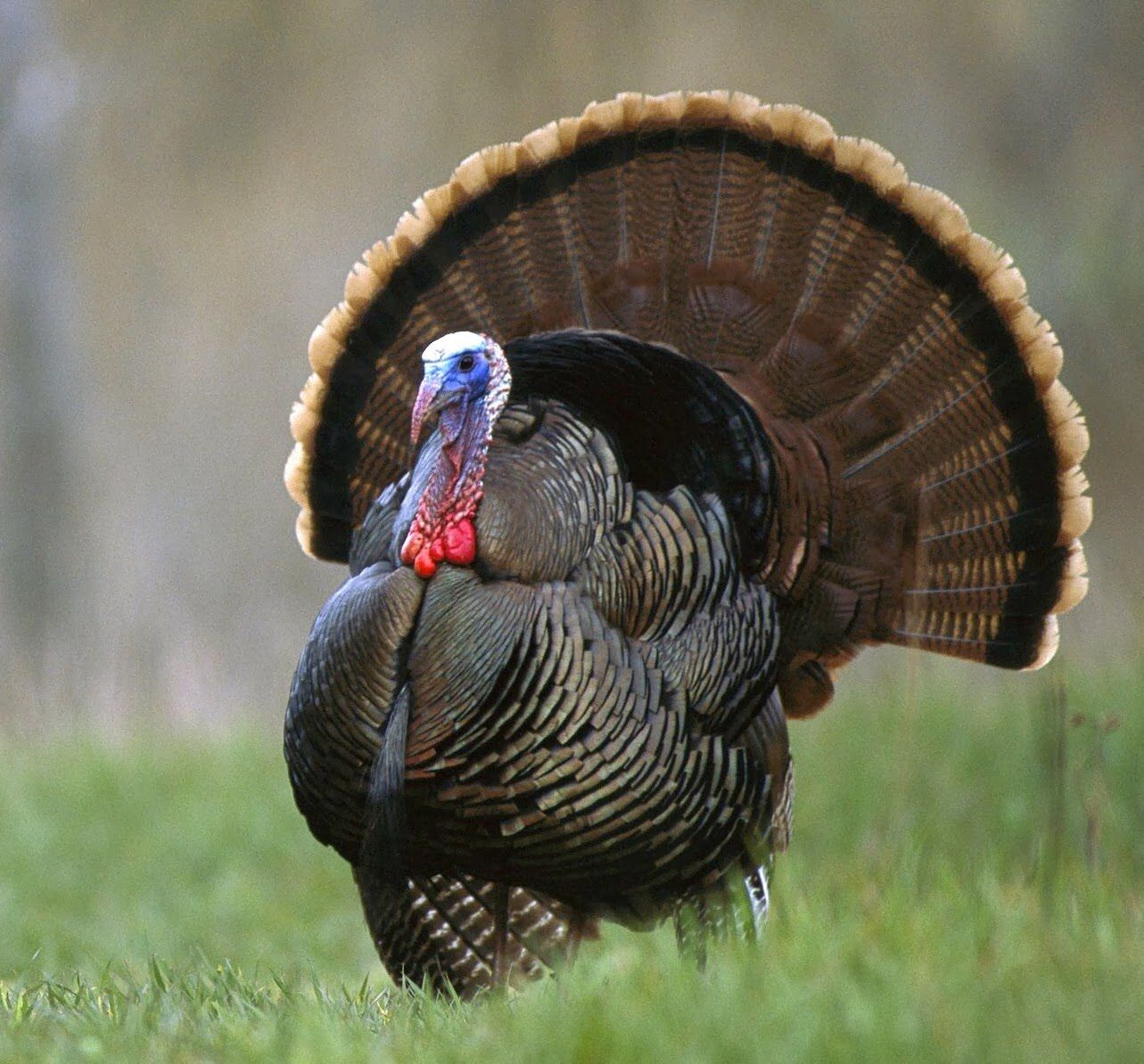 Estar en la edad del pavo