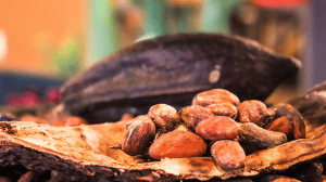 Géopolitique chocolat