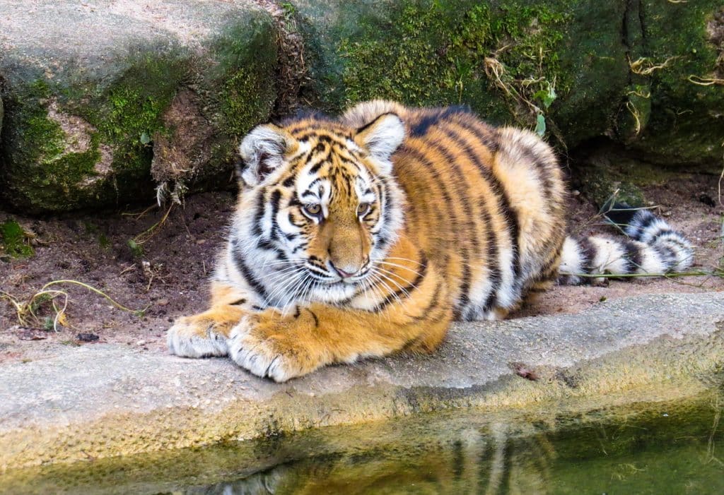 thème culture générale 2021 animal