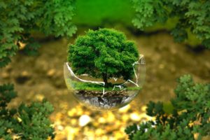 arbre