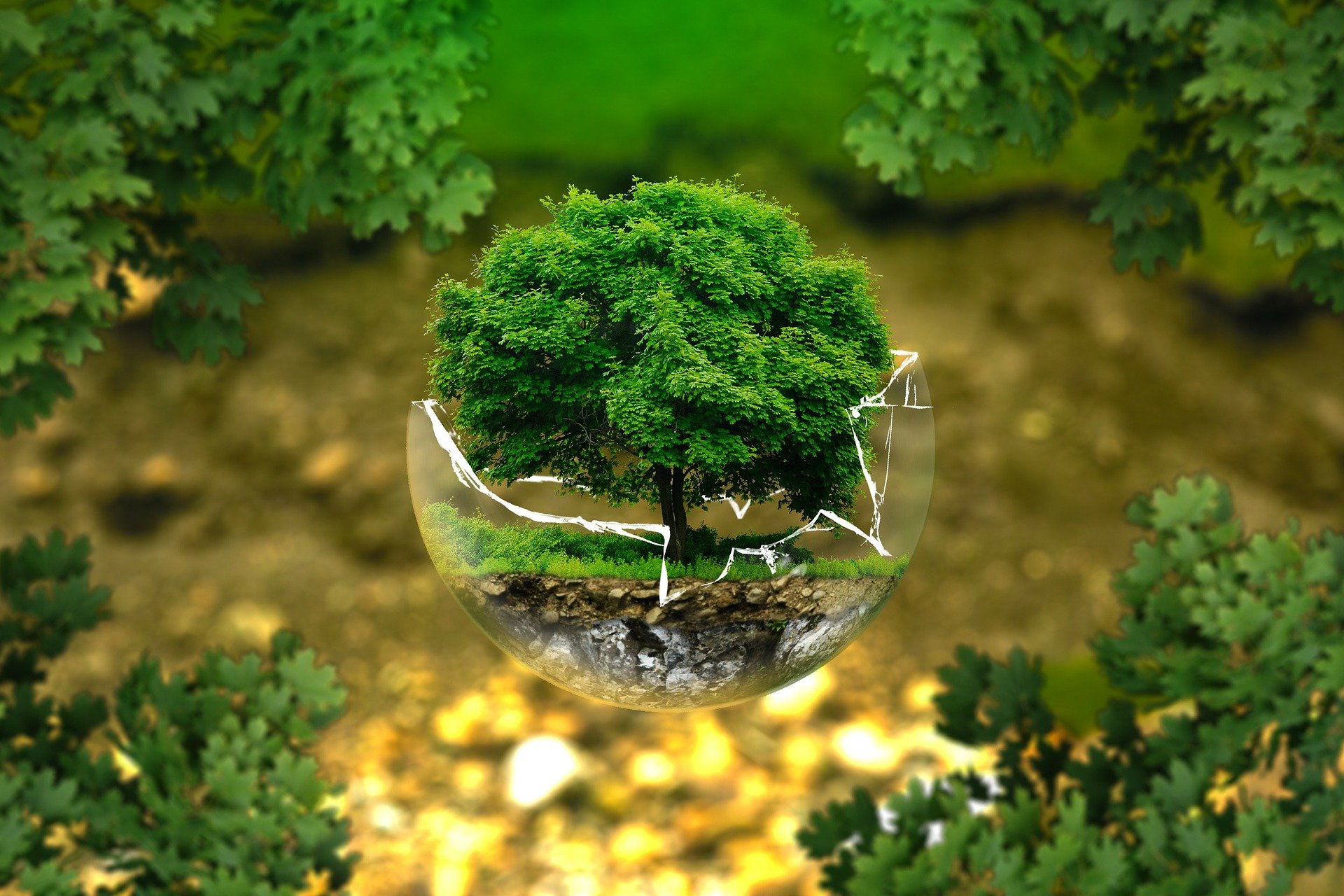La surface de la forêt vierge tropicale détruite en 2020 ferait la taille...