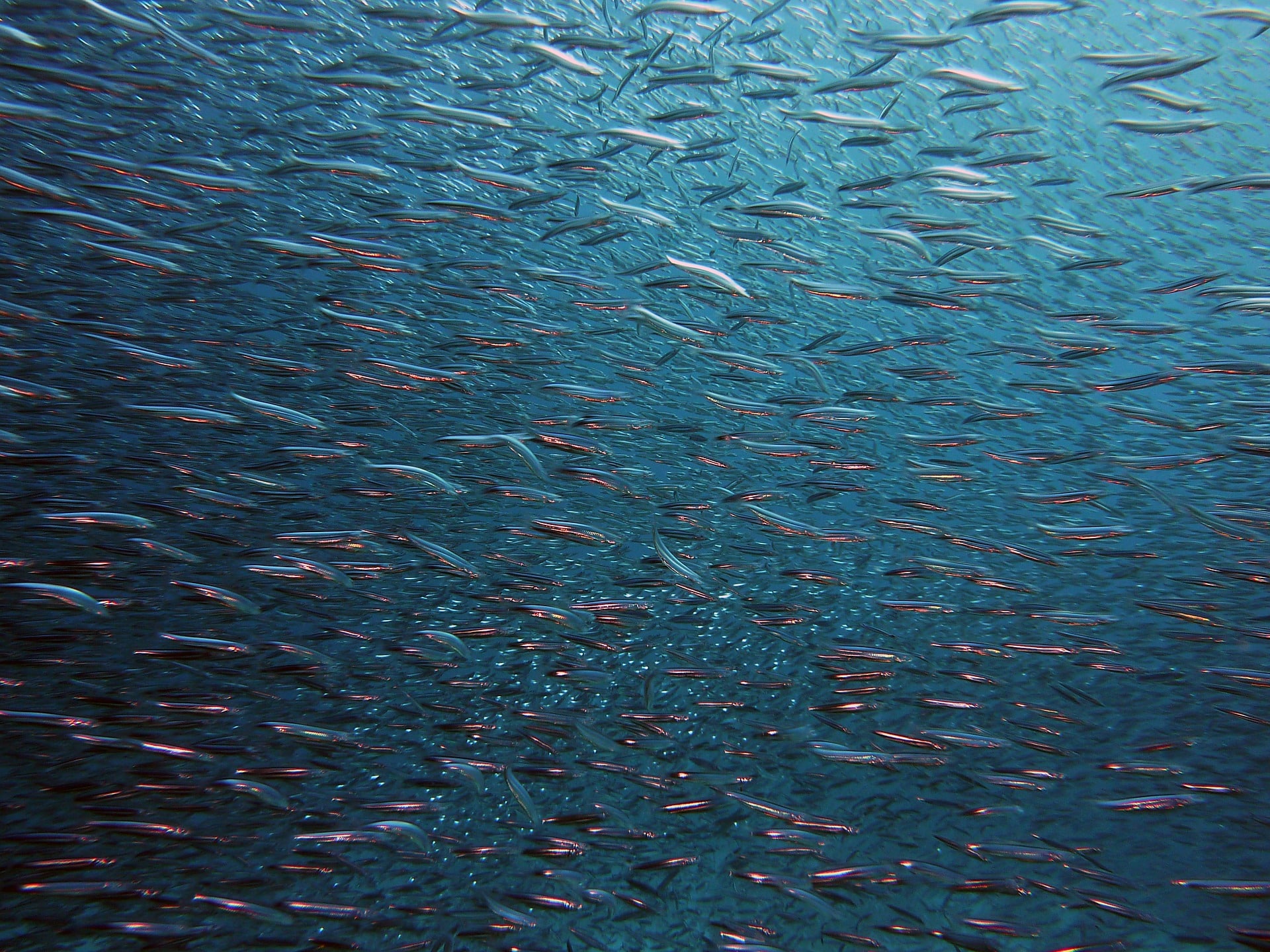 L'accord signé fin 2020 entre la France et le Royaume-Uni stipule que les pêcheurs européens peuvent continuer ) travailler dans les eaux britanniques à condition de prouver qu'ils y pêchaient auparavant
