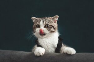 chat
