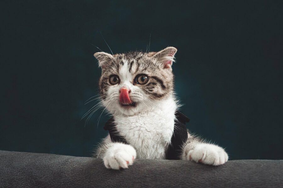 chat