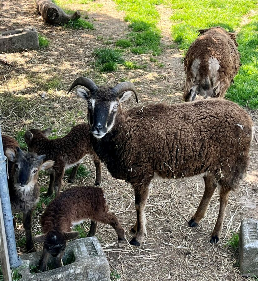 mouflons
