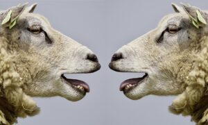 mouton
