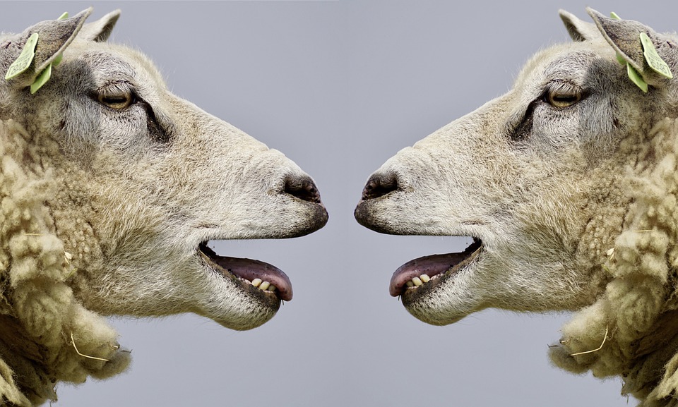 mouton