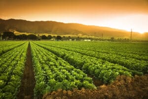 agriculture