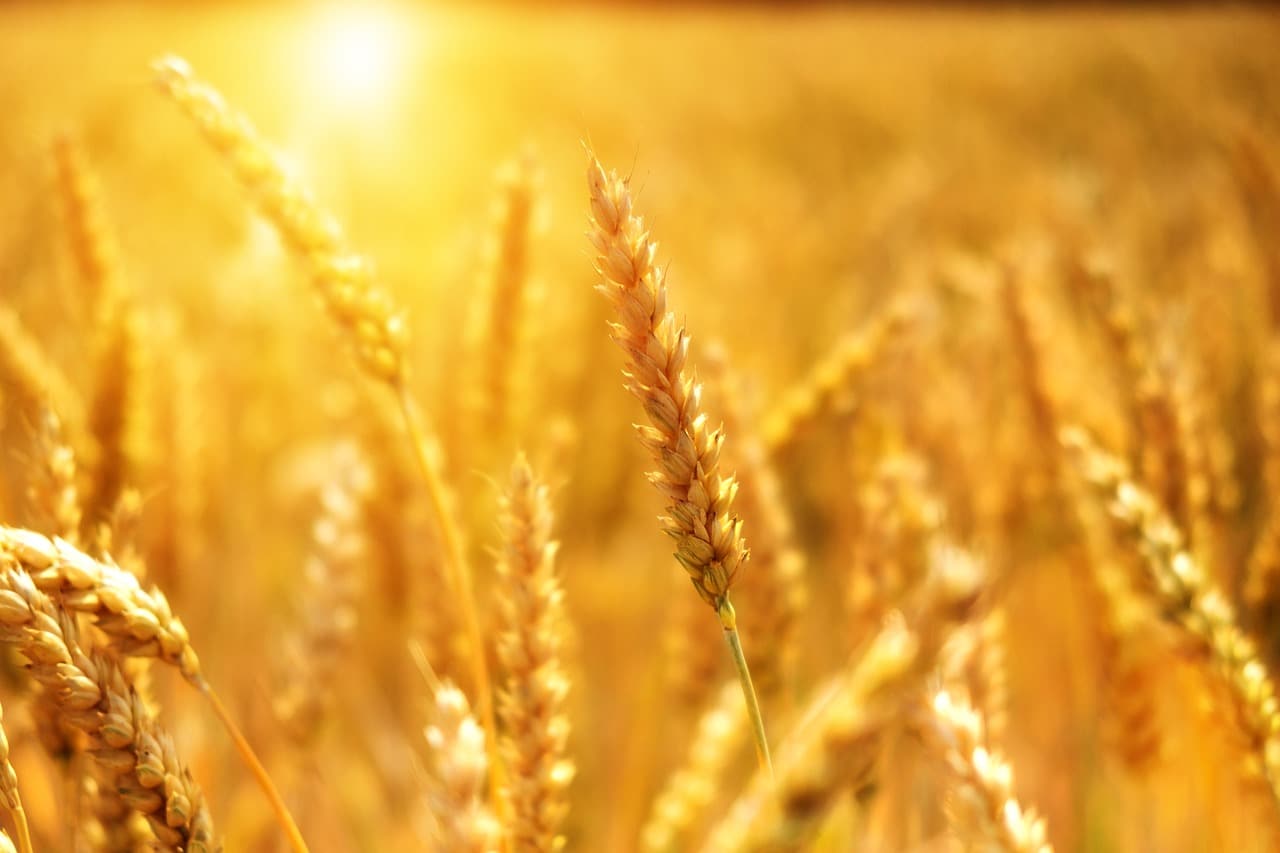 Le prix des denrées alimentaires de base a augmenté de ...% en 2022 par rapport à 2021.
