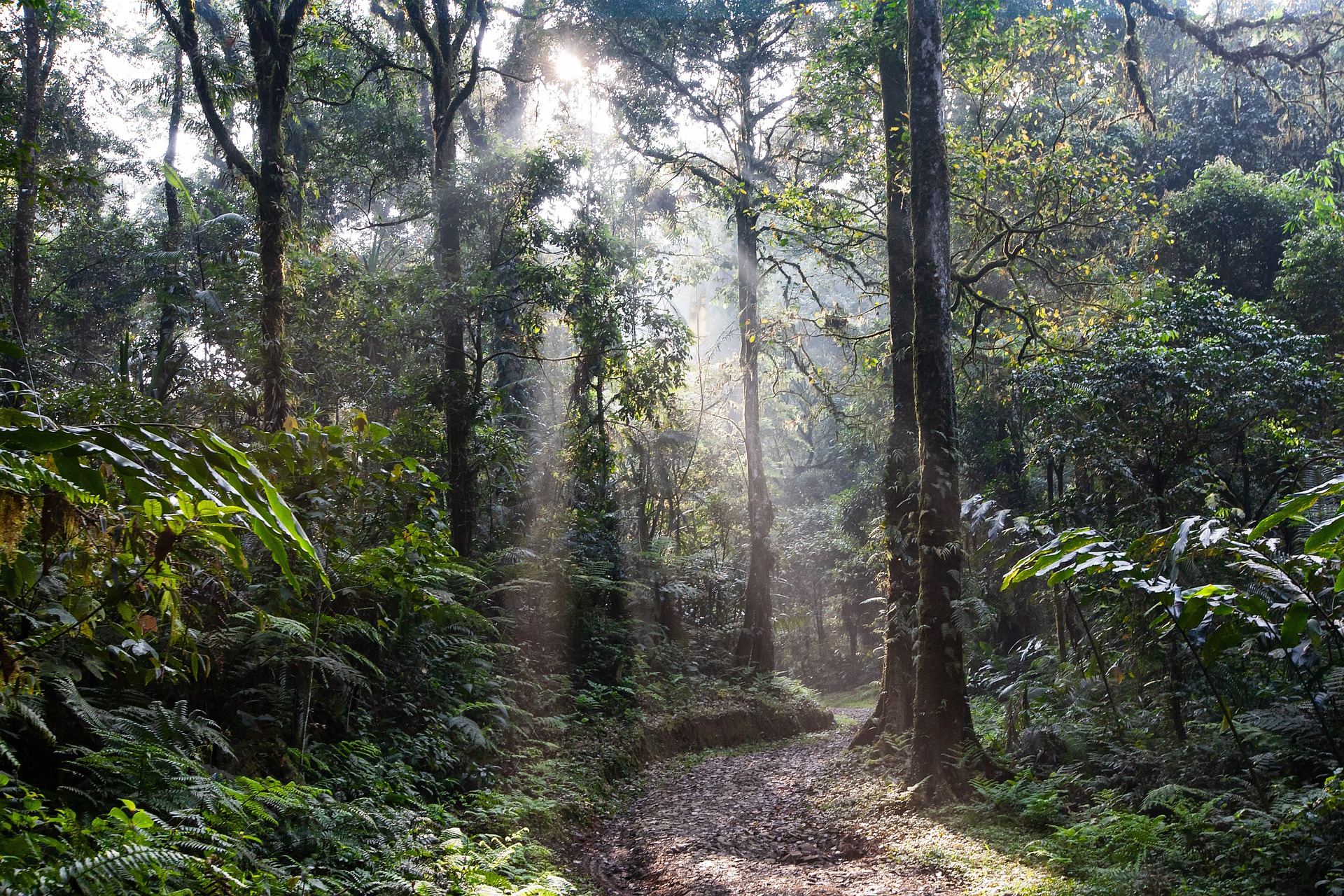 Pourquoi les forêts tropicales sont-elles indispensables ?