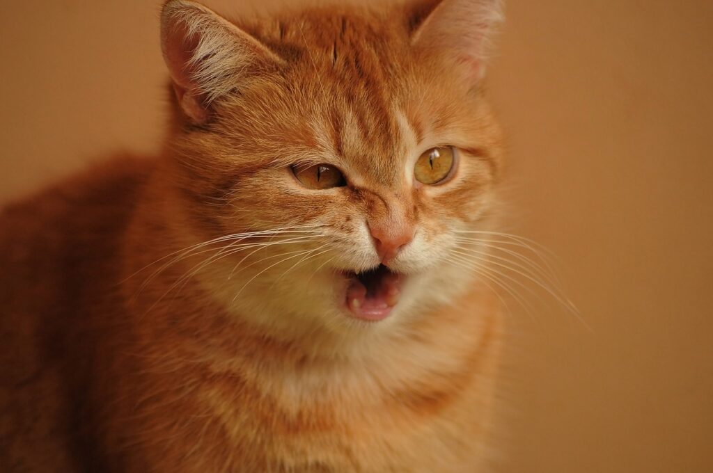 chat