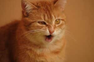 chat